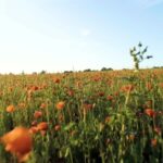 Stock Video Mp4, Flower, Field, Tulip, Poppy, Spring