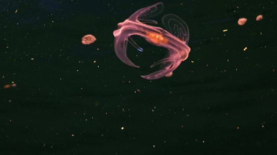 Stock Video Subscription, Jellyfish, Invertebrate, Animal, Star, Stars