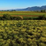 Stock Videos For Sale, Field Soybean, Field, Landscape, Soy, Grass