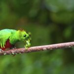 Stockimages, Bird, Bee Eater, Warbler, Beak, Feather