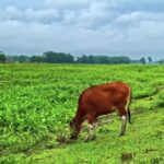 Stockphotosforfree, Farm, Horse, Pasture, Grass, Horses