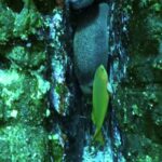 Storyblocks Stock Footage, Eel, Fish, Underwater, Sea, Reef