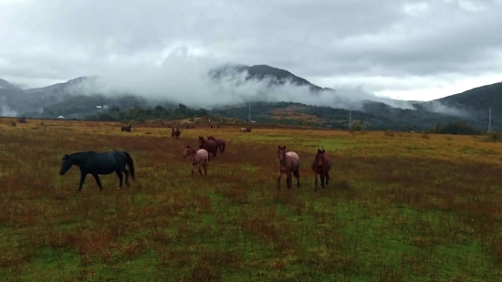 Stream Clips, Ranch, Pasture, Horse, Grass, Horses