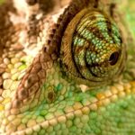 Stunning Free Videos, Snake, Green Mamba, Black Mamba, Chameleon, Reptile