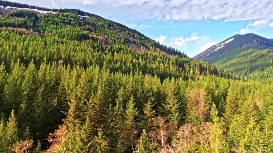 Teacher Stock Footage, Tree, Landscape, Mountain, Vascular Plant, Mountains