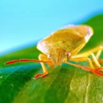 Technology Video Background Free, Insect, Leafhopper, Leaf, Bug, Arthropod