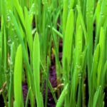 Telugu Video Songs Download, Green Onion, Onion, Grass, Vegetable, Plant