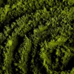 Template Green Screen Effects Download, Fern, Plant, Texture, Grass, Greenery