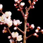 Temple Background Video Effects Hd, Tree, Branch, Spring, Blossom, Flower