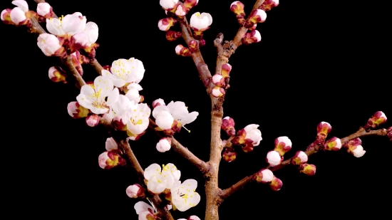 Temple Background Video Effects Hd, Tree, Branch, Spring, Blossom, Flower