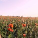 Thunderstorm Stock Video, Poppy, Flower, Angiosperm, Field, Tulip