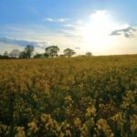 Tik Tok Video Download Without Watermark, Rapeseed, Oilseed, Seed, Field, Landscape