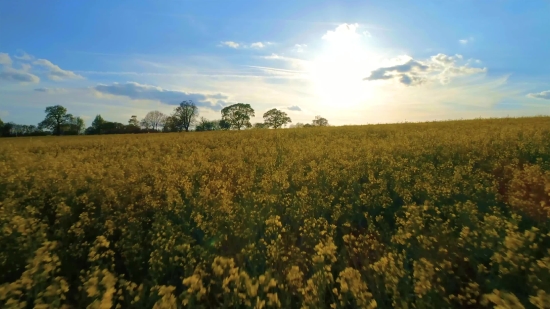 Tik Tok Video Download Without Watermark, Rapeseed, Oilseed, Seed, Field, Landscape