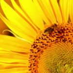 Tiktok With Watermark, Sunflower, Flower, Yellow, Petal, Summer