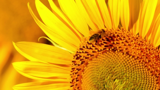 Tiktok With Watermark, Sunflower, Flower, Yellow, Petal, Summer