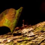 Time Lapse Sky Video Download, Gastropod, Tea, Food, Vegetable, Mollusk