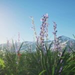 Times Square Stock Footage, Plant, Vascular Plant, Herb, Tree, Sky