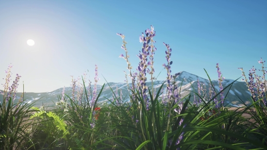 Times Square Stock Footage, Plant, Vascular Plant, Herb, Tree, Sky