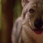 Tubebuddy Download, Timber Wolf, Wolf, Canine, Wildlife, Fur