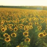 Tubemate Download For Pc, Sunflower, Field, Flower, Yellow, Plant