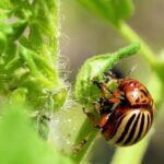 Tubidy 3gp, Ladybug, Leaf Beetle, Beetle, Insect, Arthropod