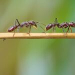 Tubidy Com Download Mp3 Mp4, Ant, Insect, Arthropod, Invertebrate, Close