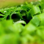 Tubidy Mobi Music Download Mp3, Vegetable, Dew, Produce, Leaf, Plant