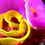 Tubidy Video Search Download, Petal, Rose, Flower, Pink, Petals