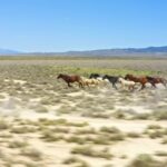 Tunnel Stock Footage, Antelope, Ranch, Cow, Grass, Horses