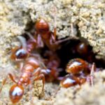 Typhoon Video Clips Free Download, Ant, Insect, Arthropod, Invertebrate, Termite