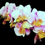 Ultrasound Stock Footage, Pink, Flower, Petal, Flowers, Bouquet