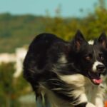 Universe Stock Footage Free, Border Collie, Shepherd Dog, Dog, Canine, Pet