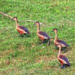 Unlimited Stock Footage, Flamingo, Wading Bird, Aquatic Bird, Bird, Goose