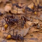 V Video Footage Download, Ant, Insect, Arthropod, Honeycomb, Close