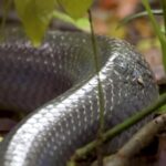 Videezy Background, Snake, Reptile, Water Snake, Thunder Snake, Wildlife