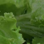 Videezy Com Free Download Video, Lettuce, Herb, Vascular Plant, Plant, Vegetable