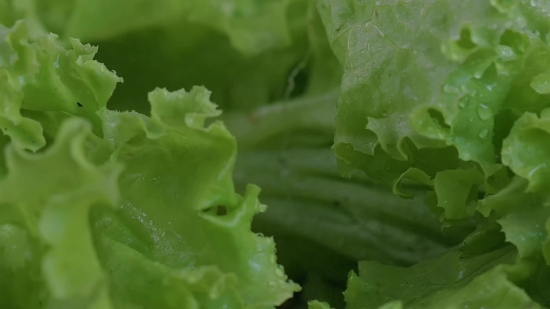 Videezy Com Free Download Video, Lettuce, Herb, Vascular Plant, Plant, Vegetable