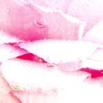 Videezy Free Stock Videos, Acrylic, Pink, Watercolor, Flower, Color