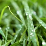 Video 4k No Copyright, Plant, Dew, Grass, Growth, Drops