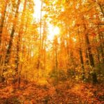 Video Backdrop Screen, Tree, Poplar, Forest, Autumn, Woody Plant