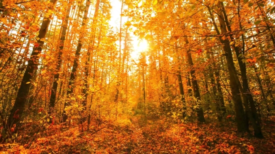 Video Backdrop Screen, Tree, Poplar, Forest, Autumn, Woody Plant