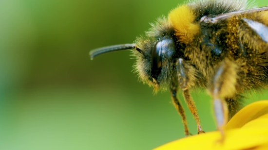 Video Black Background Download, Bee, Insect, Arthropod, Invertebrate, Flower