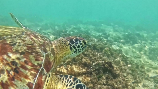 Video Clips For Edits, Loggerhead, Sea Turtle, Turtle, Sea, Underwater