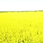 Video Clips For Free, Rapeseed, Oilseed, Seed, Field, Meadow