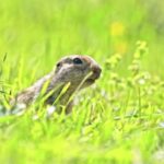 Video Clips For Youtube, Marmot, Rodent, Mammal, Wildlife, Fur