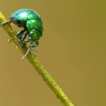 Video Effect Kinemaster Background Download, Leaf Beetle, Beetle, Insect, Arthropod, Invertebrate