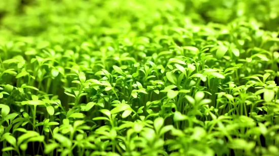 Video Frame Background Hd Download, Tea, Plant, Grass, Herb, Lawn