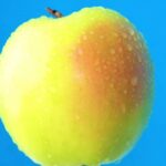 Video Free Download Video, Apple, Fruit, Delicious, Golden Delicious, Edible Fruit