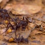 Video Free For Youtube, Ant, Insect, Arthropod, Invertebrate, Close