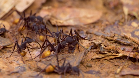 Video Free For Youtube, Ant, Insect, Arthropod, Invertebrate, Close